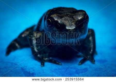 Miniature Tiny Exotic Night Frog Closeup Macro