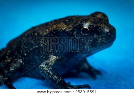 Miniature Tiny Exotic Night Frog Closeup Macro