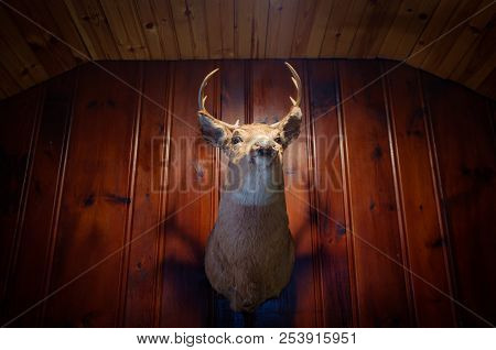 Rustic Stuffed Taxidermy Deer Head Wall Decoration