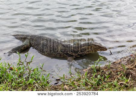 Varanus Salvator, Commonly Known As Water Monitor Or Common Water Monitor In The Water