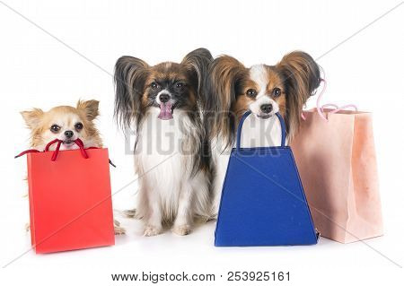 Young Dogs And Bags For Shopping And Sales
