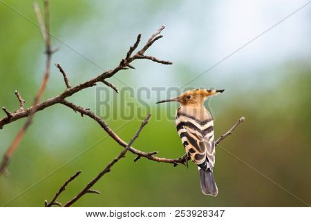 The Hoopoe Or Upupa Epops Perched On A Tree.