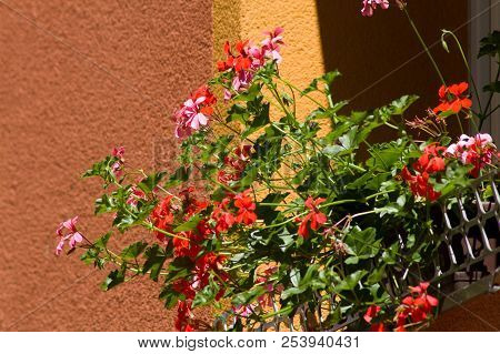 Geranium In A Box On The Window.red And Pink Geranium In A Box On The Window.