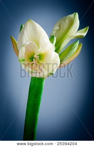 Witte Amaryllis bloem