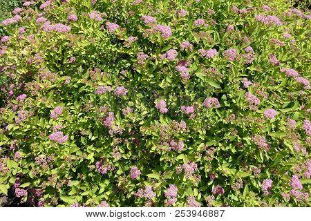 Bush Of Spiraea Japonica In Full Bloom