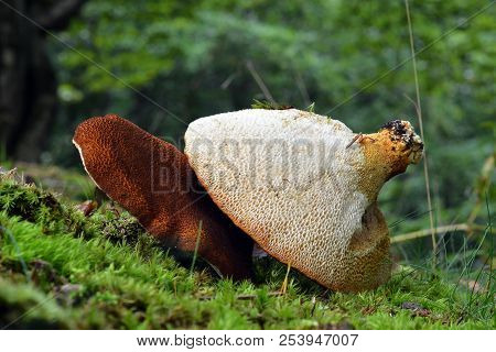 Rare Scutiger Pes Caprae Mushroom In The Wild