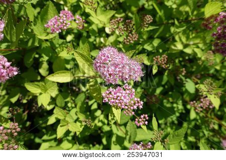 Close Shot Of Pink Flowers Of Spiraea Japonica