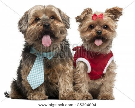 Yorkshire Terrier vestito, 4 e mezzo e 7 anni, seduto di fronte a sfondo bianco