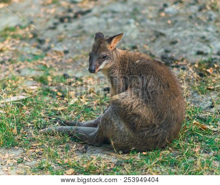 One Red Legged Pademelon Or Thylogale Stigmatica