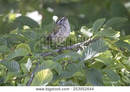 Regulus Ignicapilla, Common Firecrest On Tree
