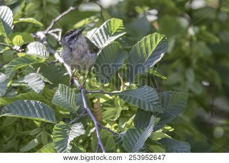 Regulus Ignicapilla, Common Firecrest On Tree