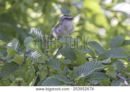 Regulus Ignicapilla, Common Firecrest On Tree