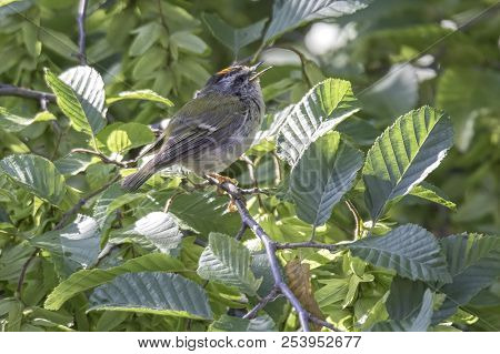 Regulus Ignicapilla, Common Firecrest On Tree
