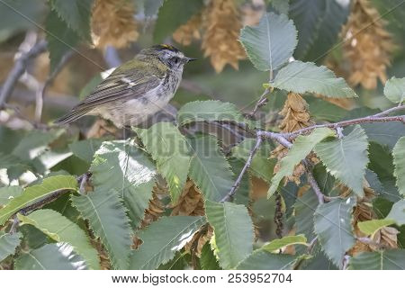 Regulus Ignicapilla, Common Firecrest On Tree