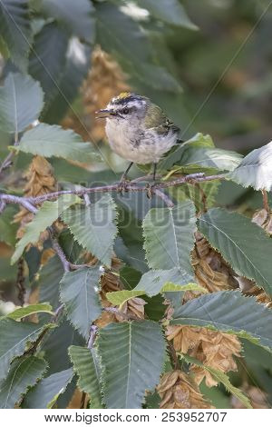Regulus Ignicapilla, Common Firecrest On Tree