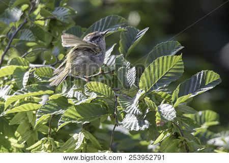 Regulus Ignicapilla, Common Firecrest On Tree