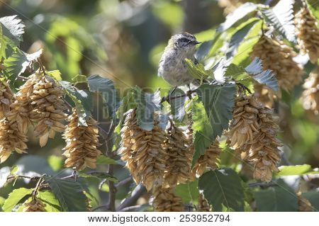 Regulus Ignicapilla, Common Firecrest On Tree