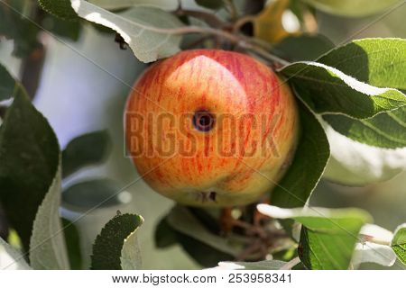 Boring Trace Of A Codling Moth (cydia Pomonella) In An Apple