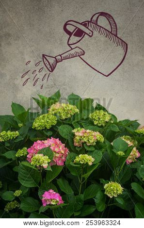 Hydrangea flowers against a wall with the drawing of a watering can