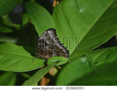 Fantastic Owl Butterfly With Eyespots On His Wings.