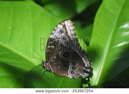 Green Leaves With An Owl Butterfly Sitting On A Green Leaf