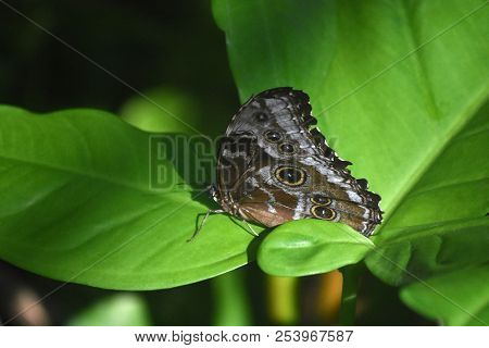Blue Morpho Butterfly With Eyespots On Its Wings.