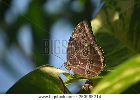 Eyespots On The Closed Wings Of A Blue Morpho Butterfly.