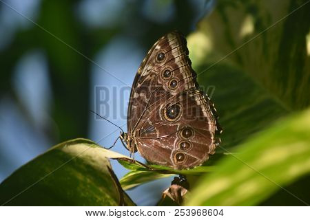 Distinct Markings On An Owl Butterfly In A Garden.