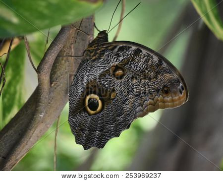 Garden With An Up Close Look At A Owl Butterfly.