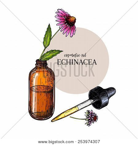 Hand Drawn Set Of Essential Oils. Vector Echinacea Purpurea Flower. Medicinal Herb, Glass Dropper Bo