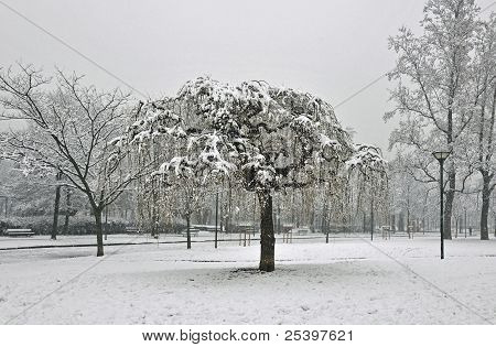 Sne træ