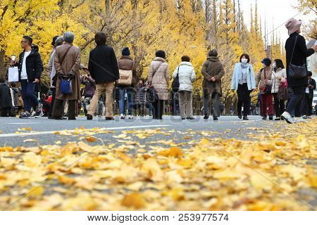 Tokyo, Japan - November 30, 2016: People Visit Autumn Ginkgo Avenue In Tokyo, Japan. Icho Namiki Ave