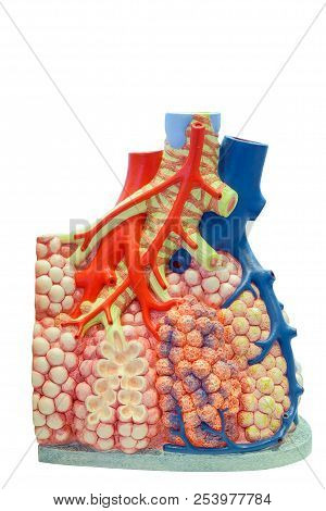 Anatomical Model Of The Pulmonary And Blood Vessels Of The Human Body For Use In Medical Education, 