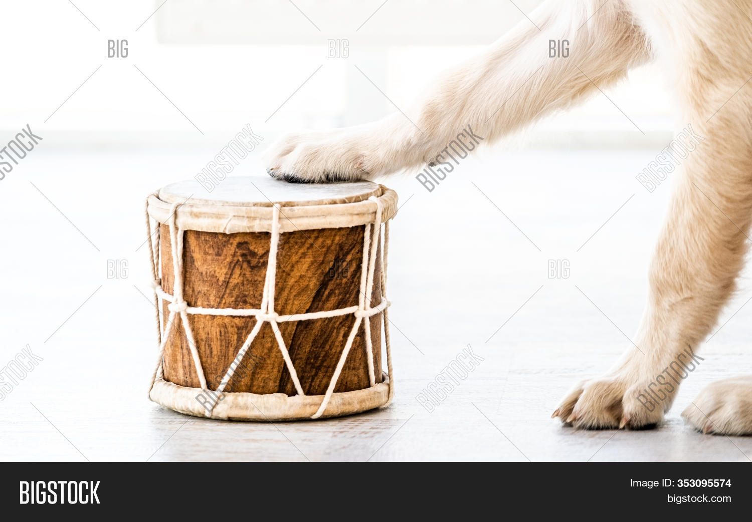 Drum Dog Paws On Light Image & Photo (Free Trial) Bigstock