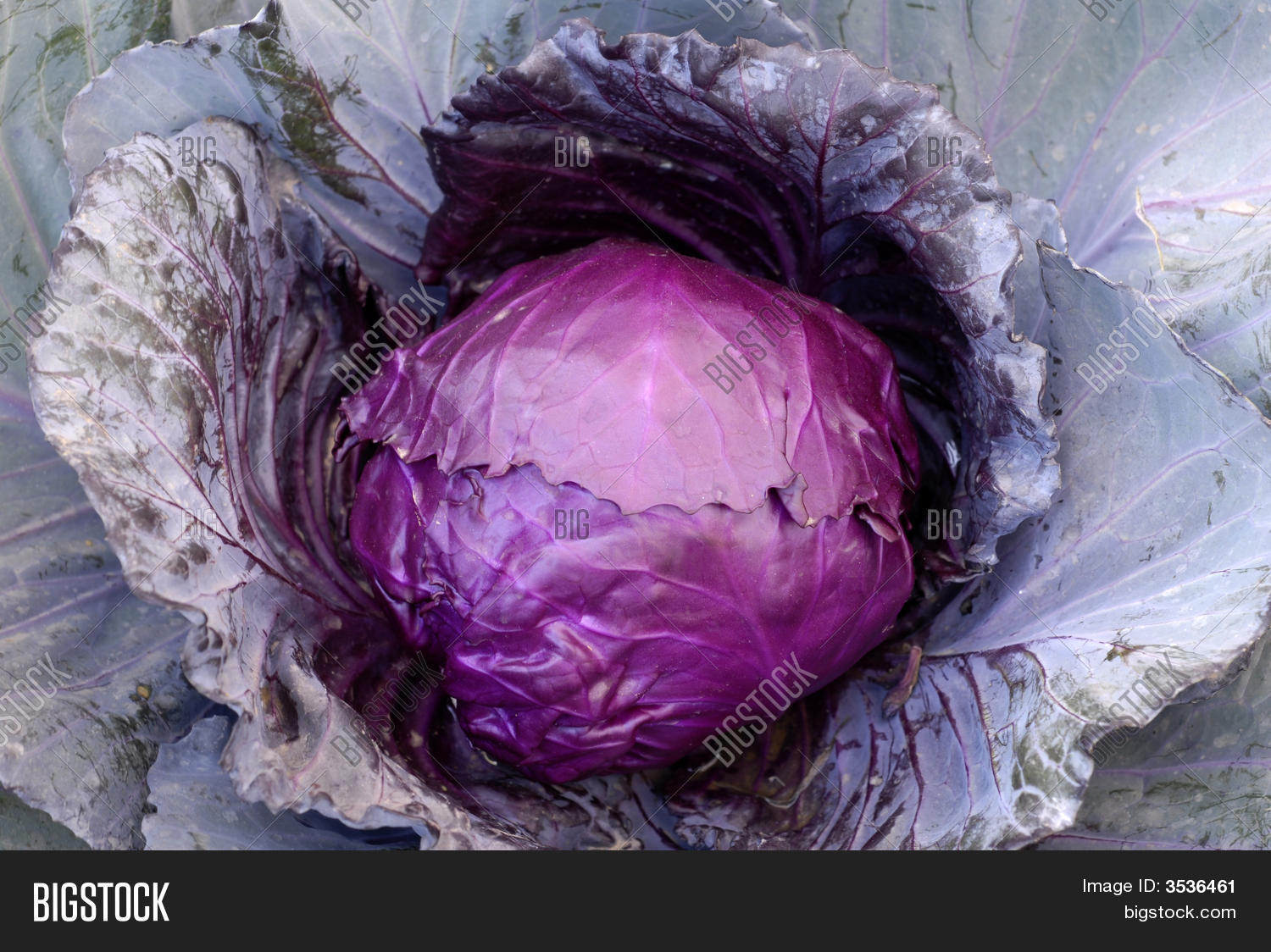 Purple Leaf Cabbage Image & Photo (Free Trial) Bigstock