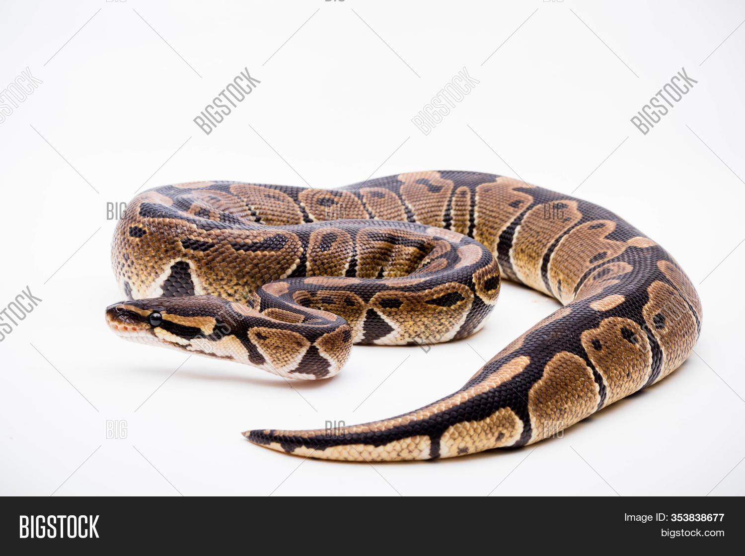 Image Preview
