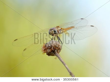 Libellula d'oro