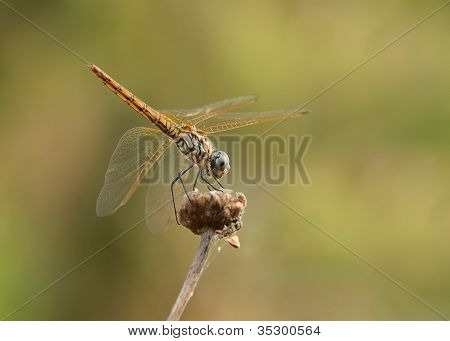 Libellula