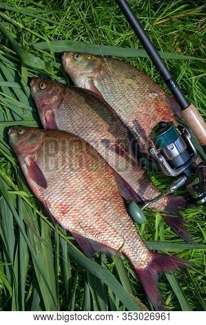 Three Big Freshwater Common Bream Fish And Fishing Rod With Reel On Green Reed..