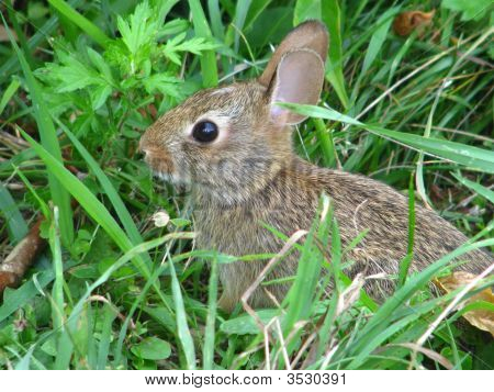 Bunny
