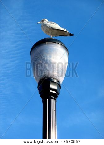 Uppflugen Seagull