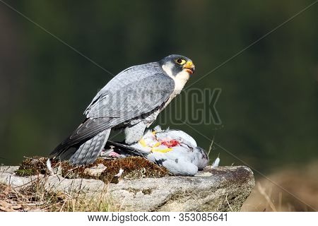 The Peregrine Falcon (falco Peregrinus), Also Known As The Peregrine Sitting On A Stone With Prey In