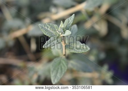 Tree Germander Leaves - Latin Name - Teucrium Fruticans