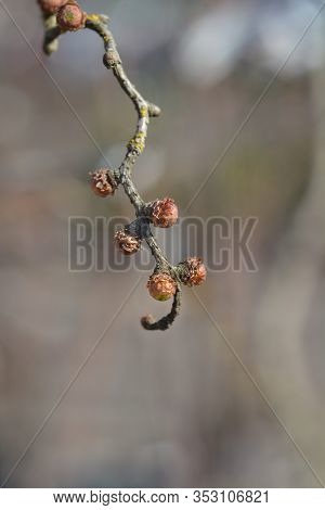 Japanese Larch Diana - Latin Name - Larix Kaempferi Diana