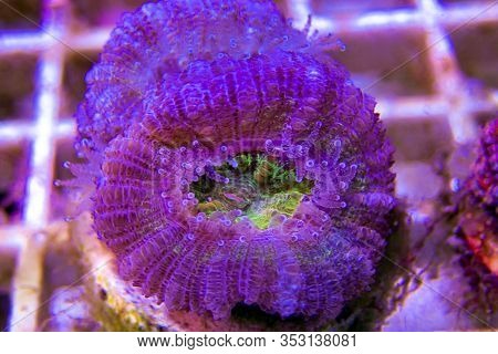 Acanthastrea Lordhowensis Coral, Double Color - (micromussa Lordhowensis)