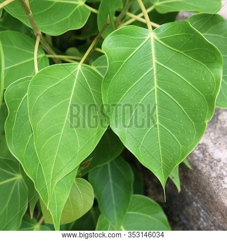 Close Up Of Sacred Fig, Bodhi Tree Or Ficus Religiosa Leaves, The Simbolic Of Buddhism.