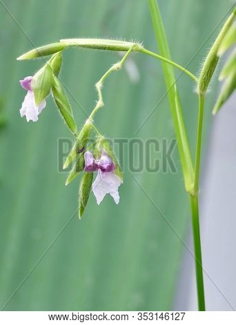 Flower And Plant, Fresh Purple And White Thalia Geniculata, Bent Alligator Flag, Arrowroot Or Fire F