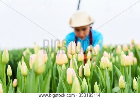 Soft Pink Closed Buds Of Growing Tulips In A Greenhouse And Blurred Female Farmer In The Background