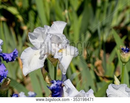 Multi-colored Irises