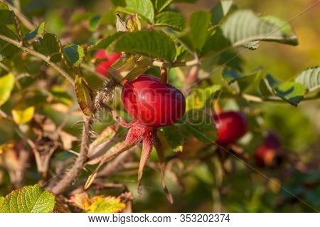 Rosa Rugosa Common Names Are Rugosa Rose, Beach Rose, Japanese Rose, Ramanas Rose, Or Letchberry